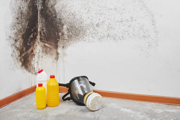 Best Home Mold Removal  in Breese, IL