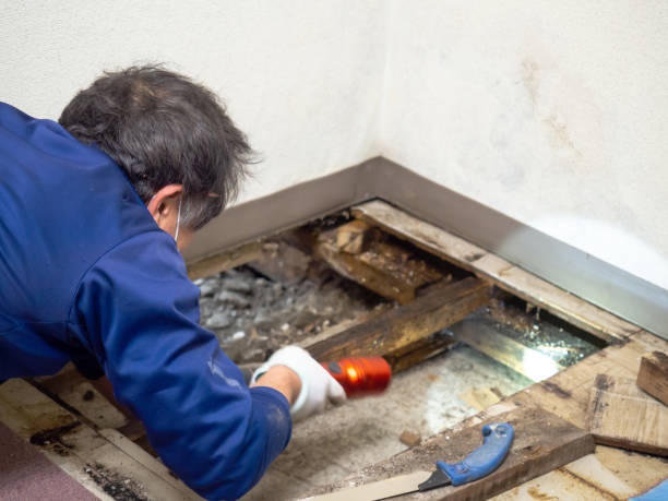 Best Toxic Mold Removal  in Breese, IL
