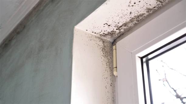 Best Certified Mold Removal  in Breese, IL