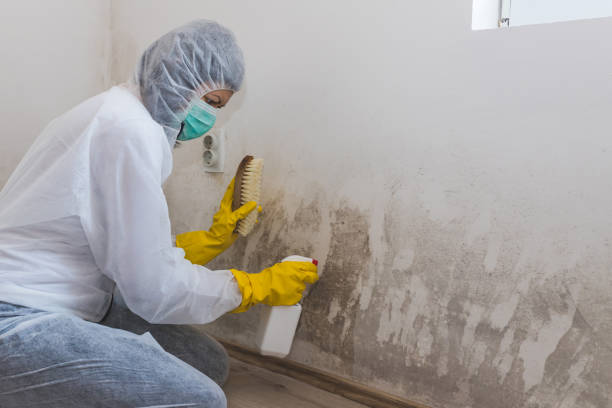 Best Fast Mold Removal  in Breese, IL