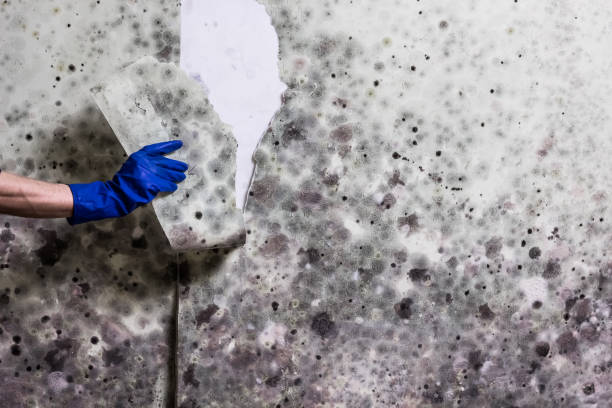 Best Mold Testing  in Breese, IL